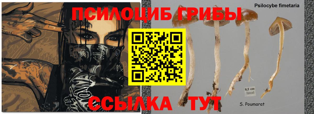 Псилоцибиновые грибы MAGIC MUSHROOMS Йошкар-Ола